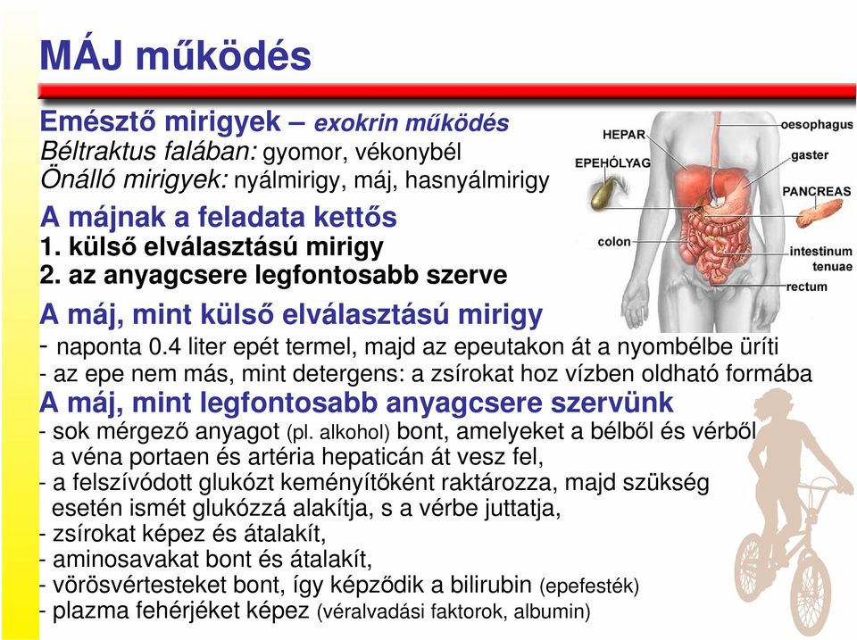 4 liter epét termel, majd az epeutakon át a nyombélbe üríti - az epe nem más, mint detergens: a zsírokat hoz vízben oldható formába A máj, mint legfontosabb anyagcsere szervünk - sok mérgezı anyagot