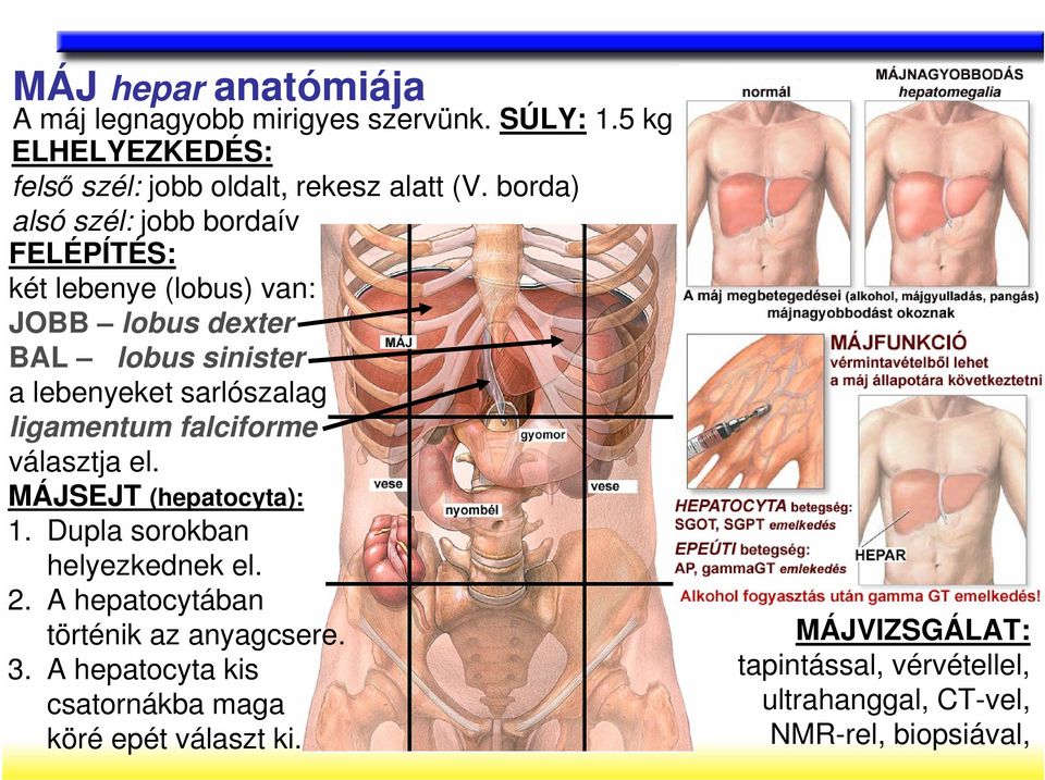 ligamentum falciforme választja el. MÁJSEJT (hepatocyta): 1. Dupla sorokban helyezkednek el. 2.