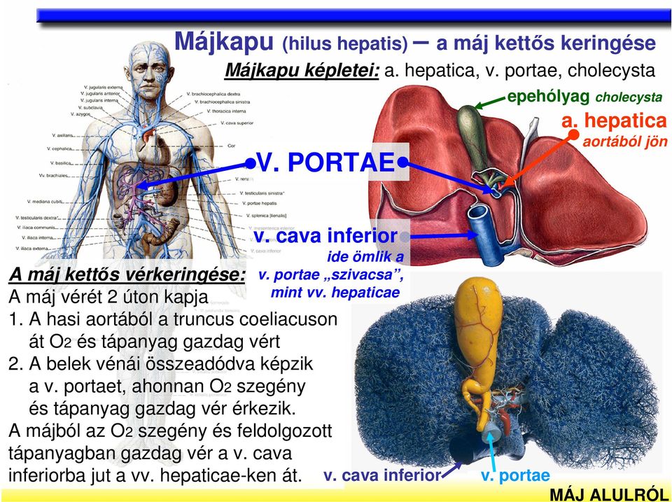 A hasi aortából a truncus coeliacuson át O2 és tápanyag gazdag vért 2. A belek vénái összeadódva képzik a v.
