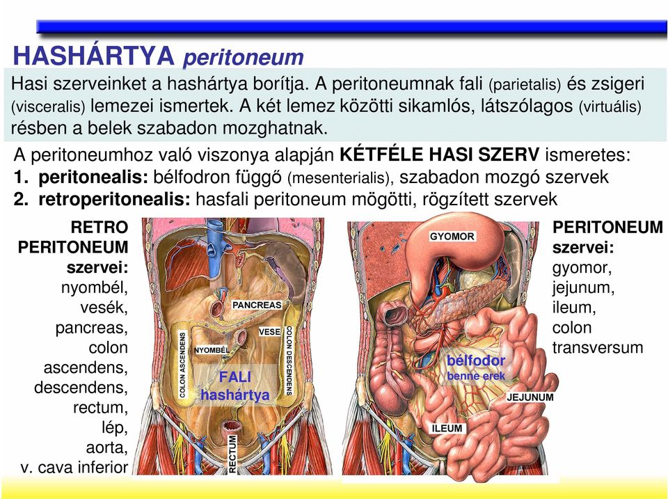 peritonealis: bélfodron függı (mesenterialis), szabadon mozgó szervek 2.