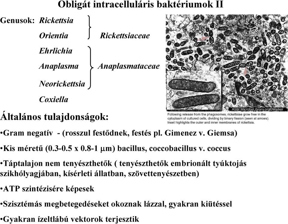 8-1 μm) bacillus, coccobacillus v.