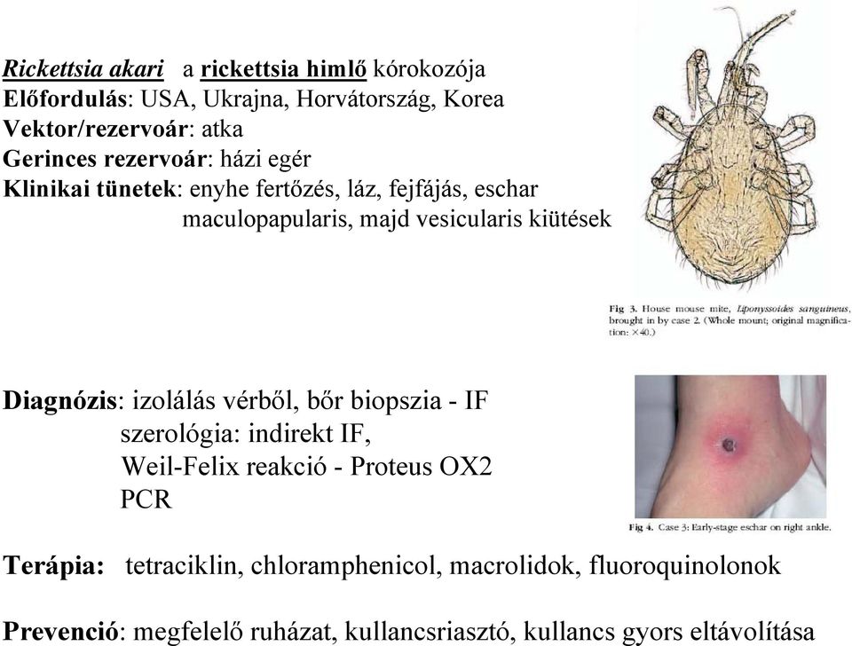 kiütések Diagnózis: izolálás vérből, bőr biopszia - IF szerológia: indirekt IF, Weil-Felix reakció - Proteus OX2 PCR