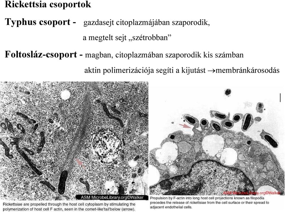 Foltosláz-csoport - magban, citoplazmában szaporodik