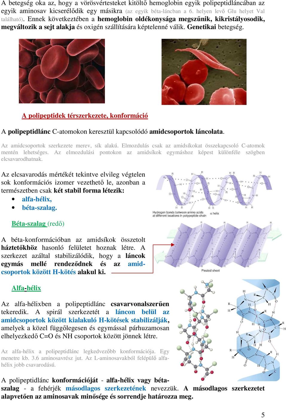 A polipeptidek térszerkezete, konformáció A polipeptidlánc C-atomokon keresztül kapcsolódó amidcsoportok láncolata. Az amidcsoportok szerkezete merev, sík alakú.