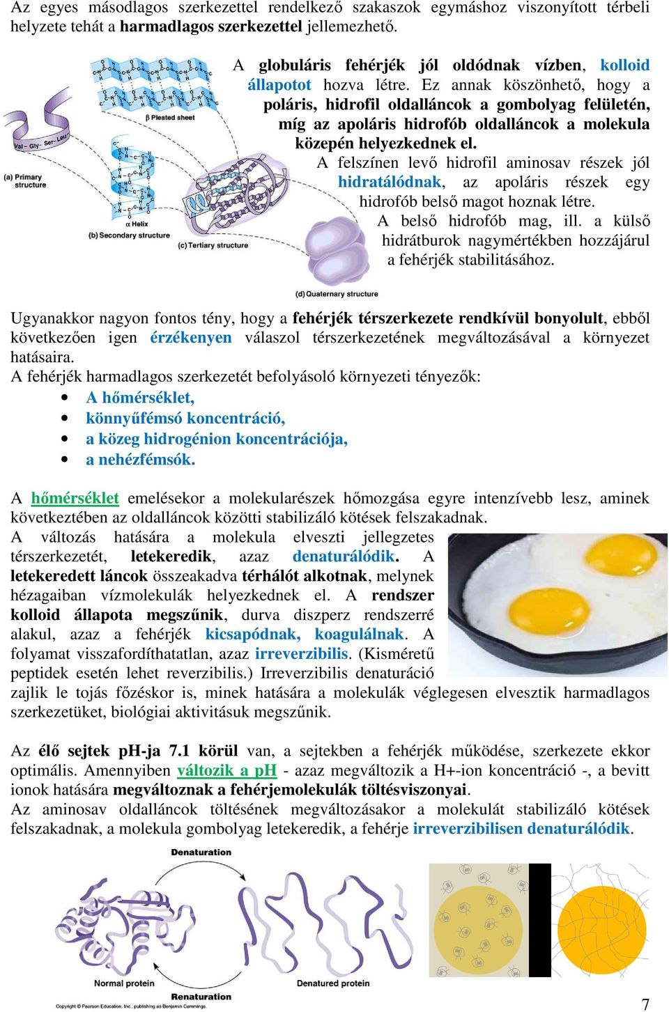 Ez annak köszönhető, hogy a poláris, hidrofil oldalláncok a gombolyag felületén, míg az apoláris hidrofób oldalláncok a molekula közepén helyezkednek el.