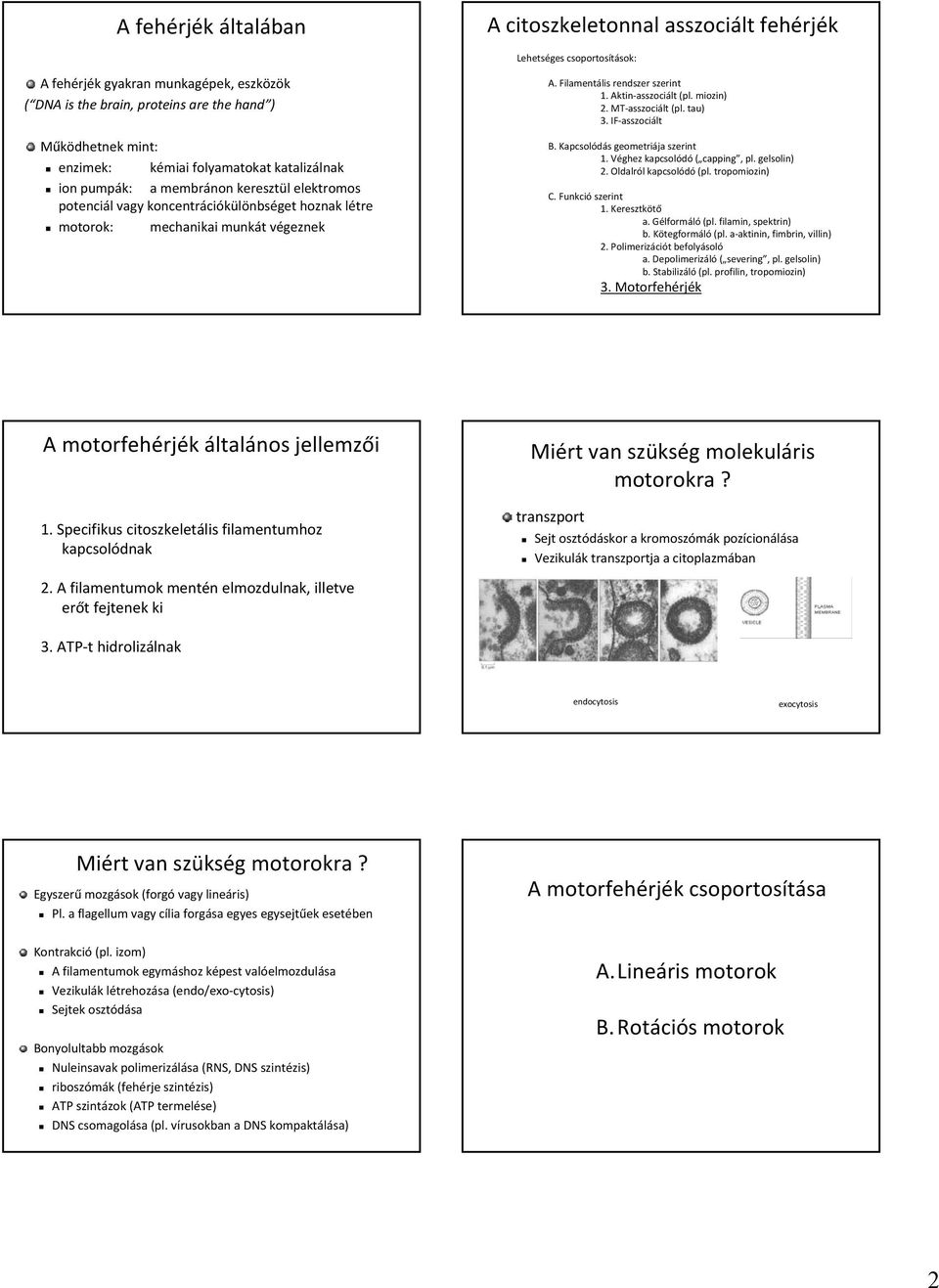 végeznekv A. Filamentális rendszer szerint 1. Aktin-asszociált (pl. miozin) 2. MT-asszociált (pl. tau) 3. IF-asszociált B. Kapcsolódás geometriája szerint 1. Véghez kapcsolódó ( capping, pl.