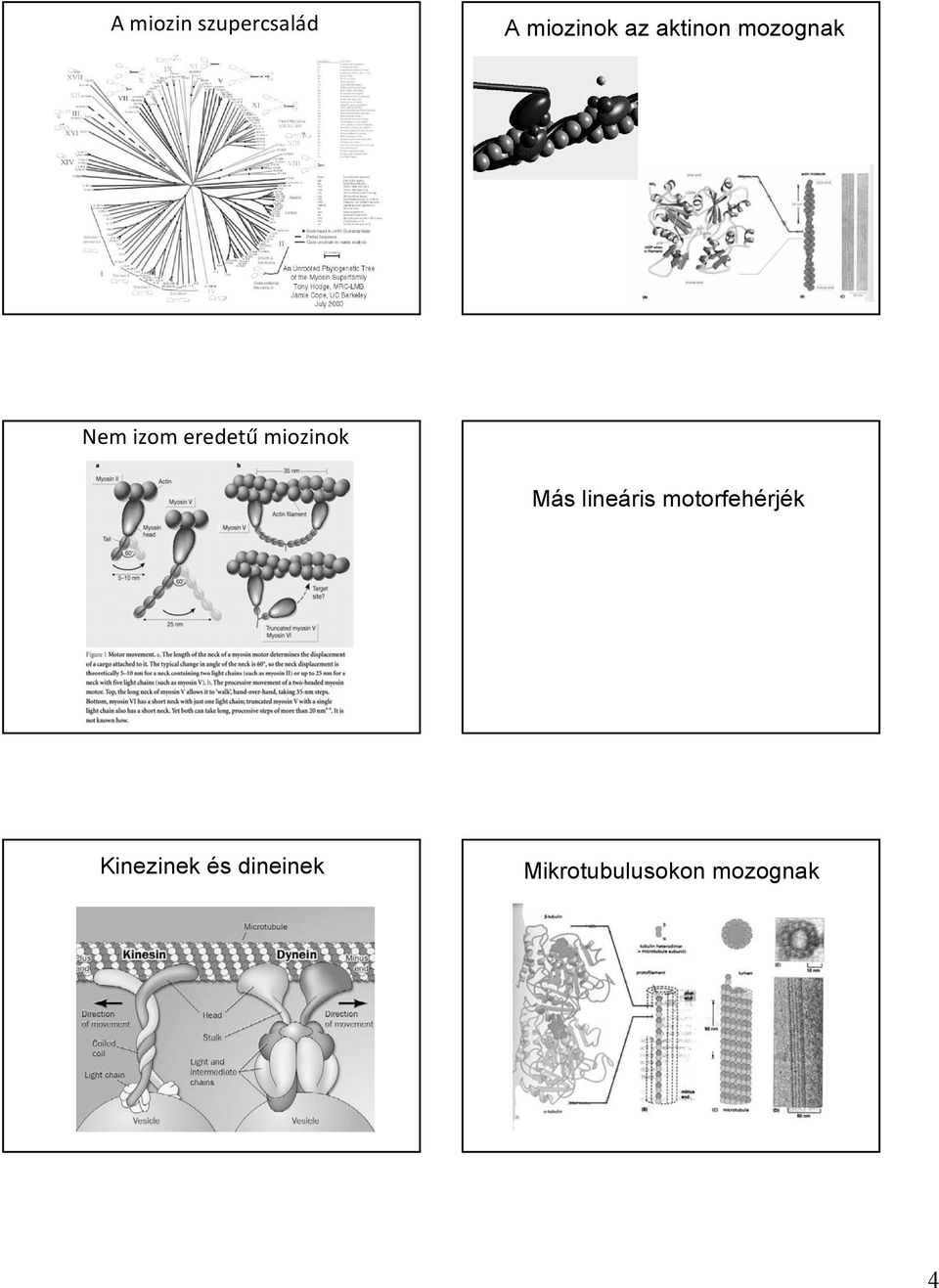 miozinok Más lineáris motorfehérjék