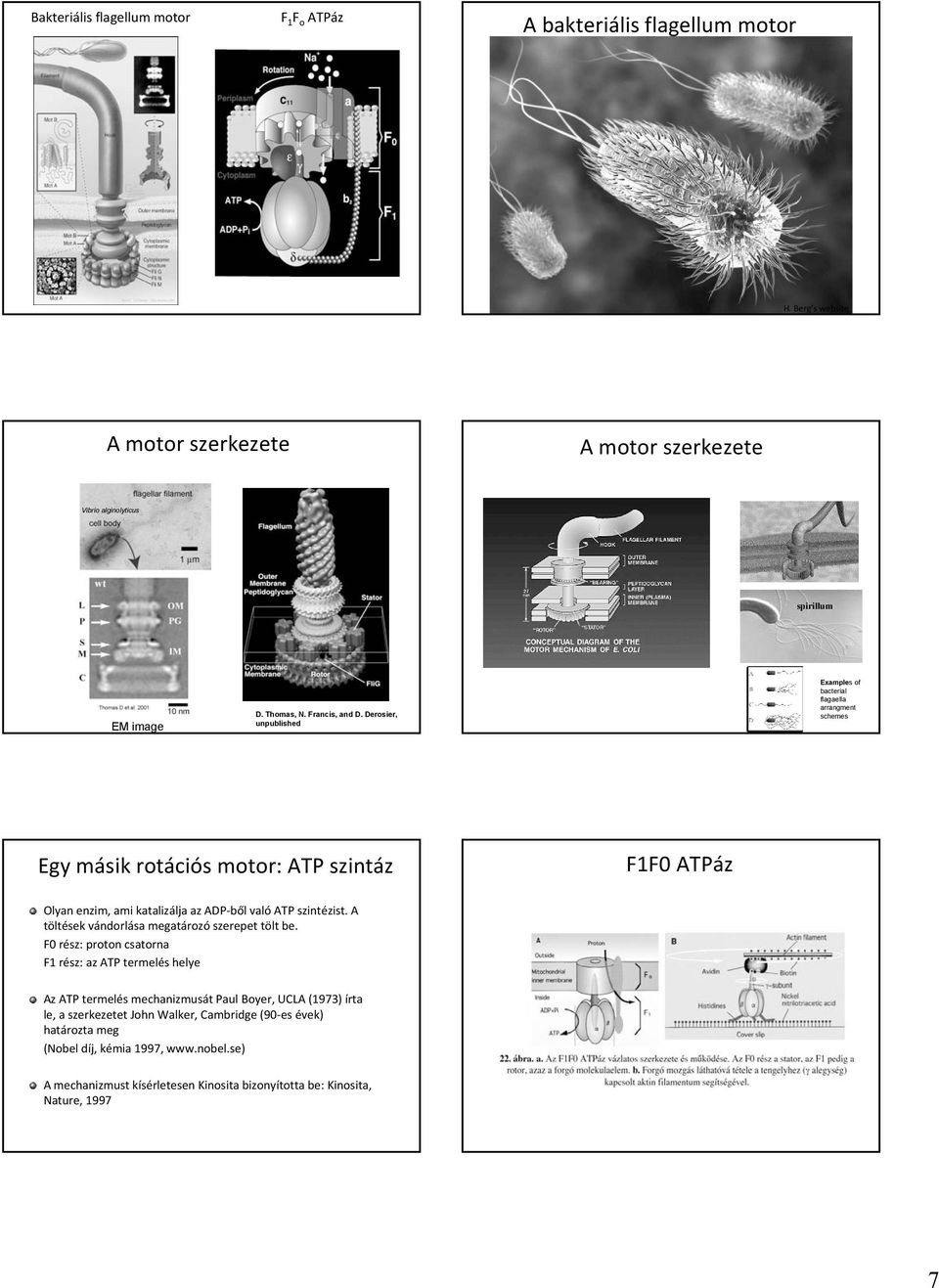 Derosier, unpublished Examples of bacterial flagaella arrangment schemes Egy másik rotációs motor: ATP szintáz F1F0 ATPáz Olyan enzim, ami katalizálja lja az ADP-ből l való ATP szintézist.