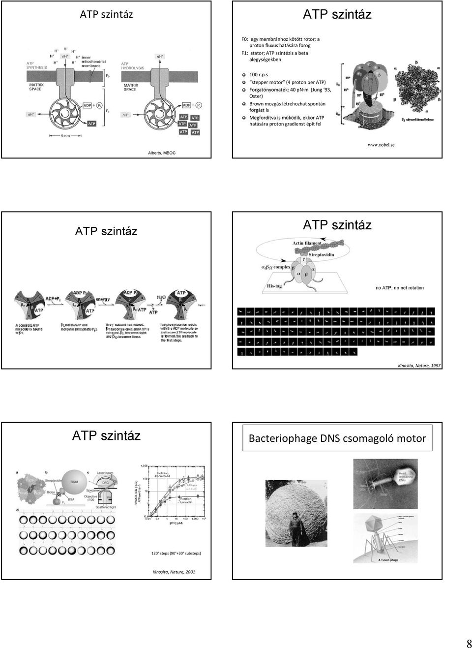 s stepper motor (4 proton per ATP) Forgatónyomaték: 40 pn m (Jung 93, Oster) Brown mozgás létrehozhat spontán forgást is Megfordítva
