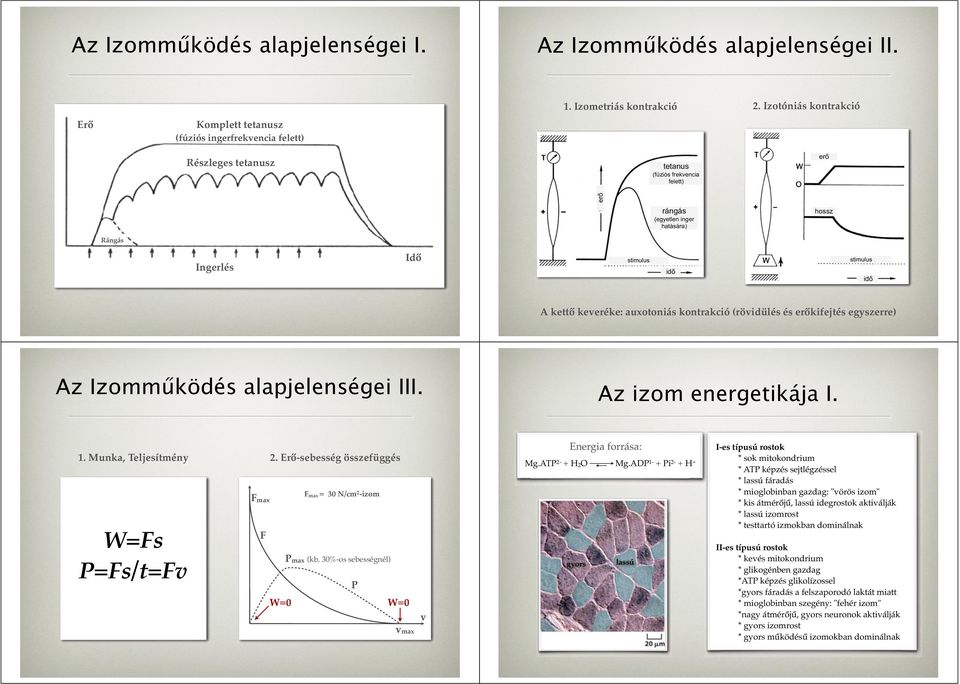 kontrakció (rövidülés és er kifejtés egyszerre) Az Izomm ködés alapjelenségei III. Az izom energetikája I. 1. Munka, Teljesítmény W=Fs P=Fs/t=Fv F max F 2.