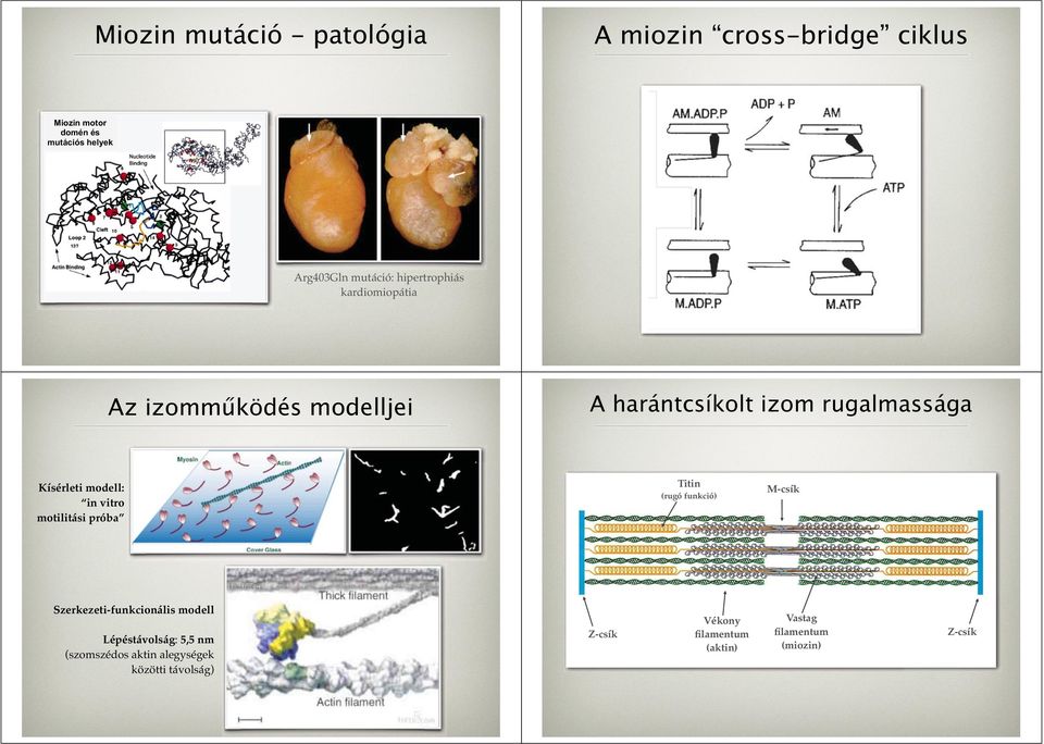 rugalmassága Kísérleti modell: in vitro motilitási próba Titin (rugó funkció) M-csík