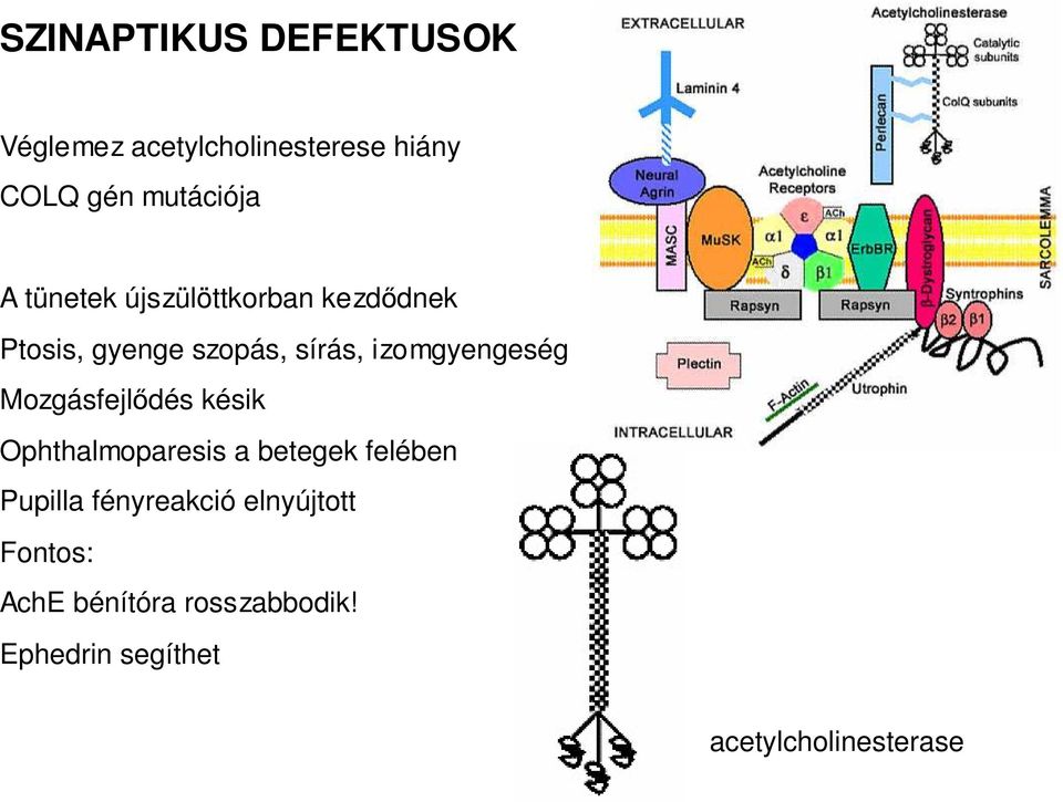 Mozgásfejlıdés késik Ophthalmoparesis a betegek felében Pupilla fényreakció