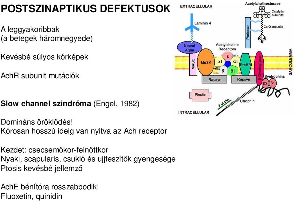 Kórosan hosszú ideig van nyitva az Ach receptor Kezdet: csecsemıkor-felnıttkor Nyaki,