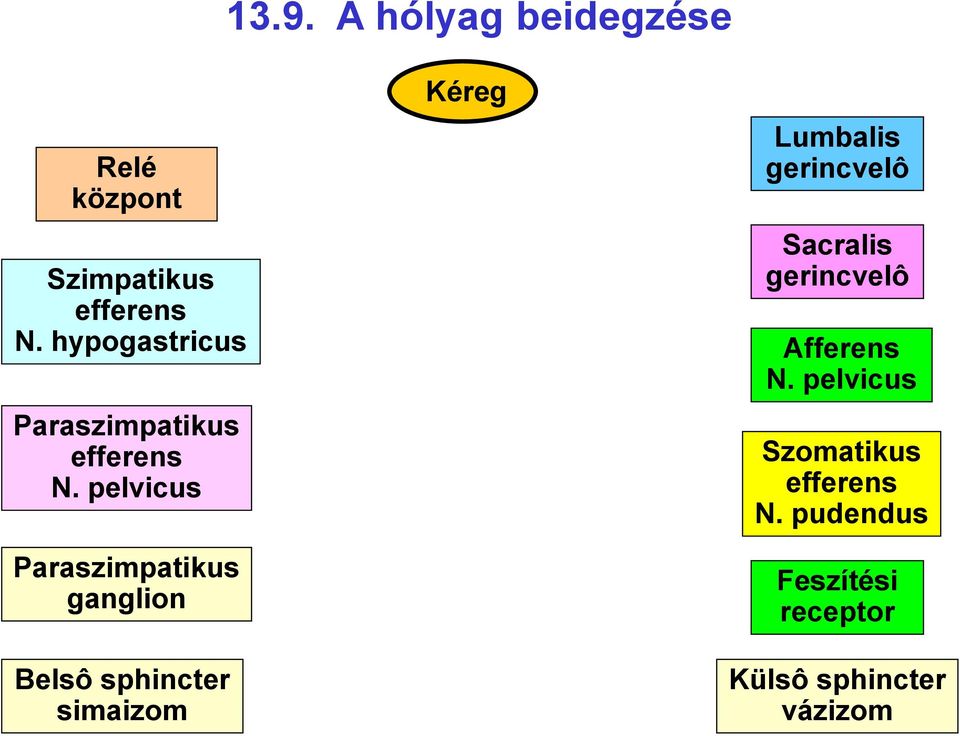 pelvicus Paraszimpatikus ganglion Kéreg Lumbalis gerincvelô Sacralis