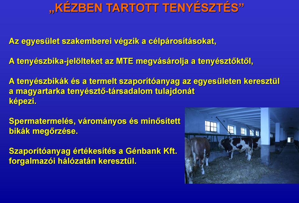 szaporítóanyag az egyesületen keresztül a magyartarka tenyésztő-társadalom tulajdonát képezi.