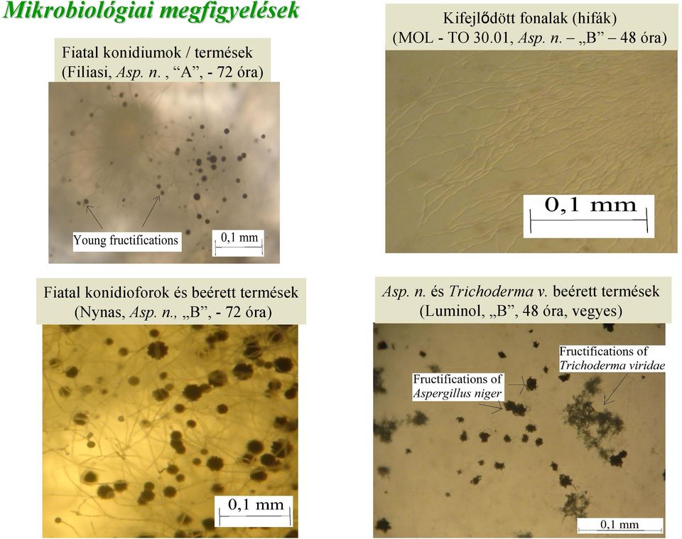 B óra) Fiatal konidiumok / termések (Filiasi, Asp. n.