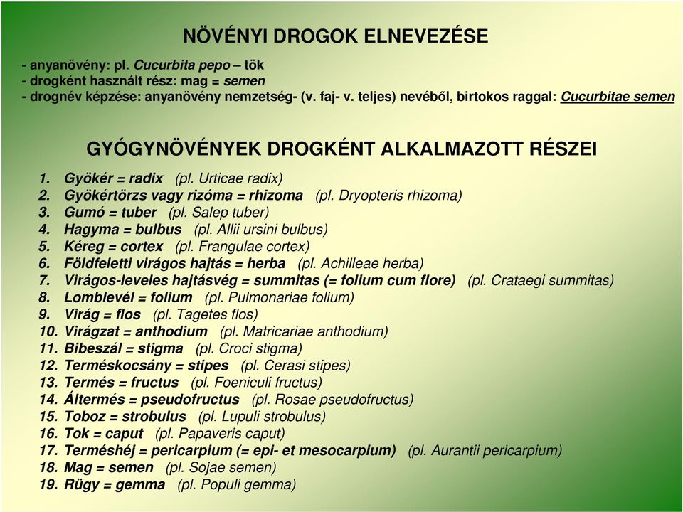 Gumó = tuber (pl. Salep tuber) 4. Hagyma = bulbus (pl. Allii ursini bulbus) 5. Kéreg = cortex (pl. Frangulae cortex) 6. Földfeletti virágos hajtás = herba (pl. Achilleae herba) 7.