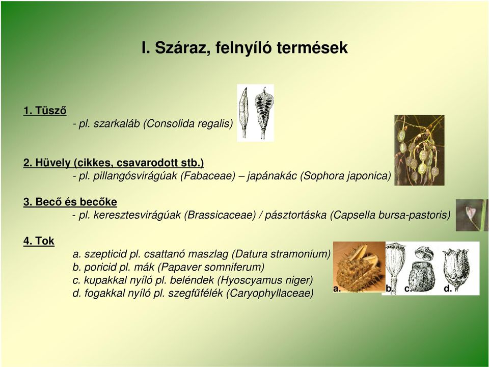 keresztesvirágúak (Brassicaceae) / pásztortáska (Capsella bursa-pastoris) 4. Tok a. szepticid pl.