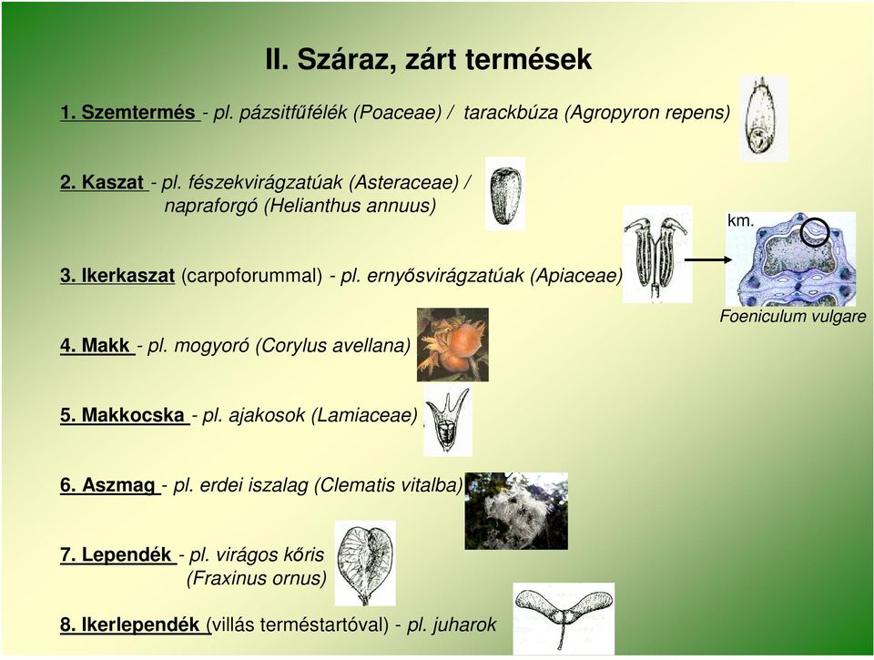 ernyősvirágzatúak (Apiaceae) 4. Makk - pl. mogyoró (Corylus avellana) Foeniculum vulgare 5. Makkocska - pl.