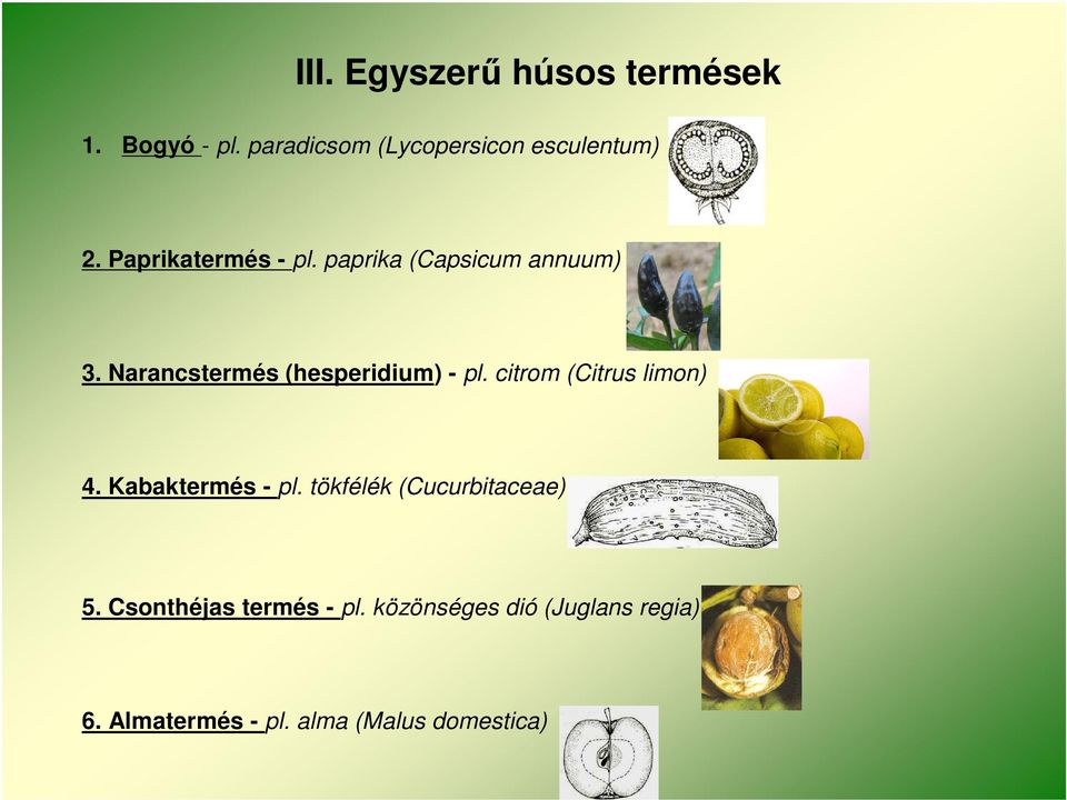 citrom (Citrus limon) 4. Kabaktermés - pl. tökfélék (Cucurbitaceae) 5.