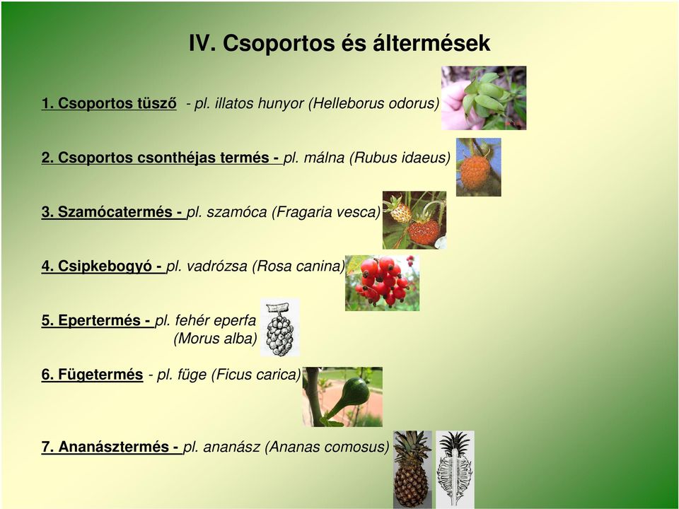 szamóca (Fragaria vesca) 4. Csipkebogyó - pl. vadrózsa (Rosa canina) 5. Epertermés - pl.