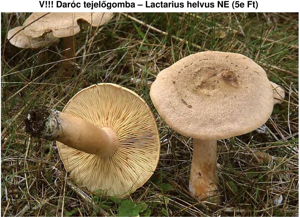 Lactarius