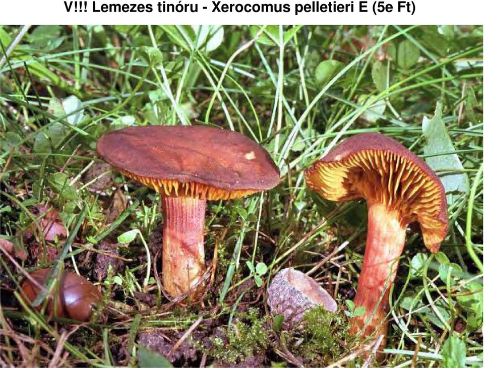 Xerocomus