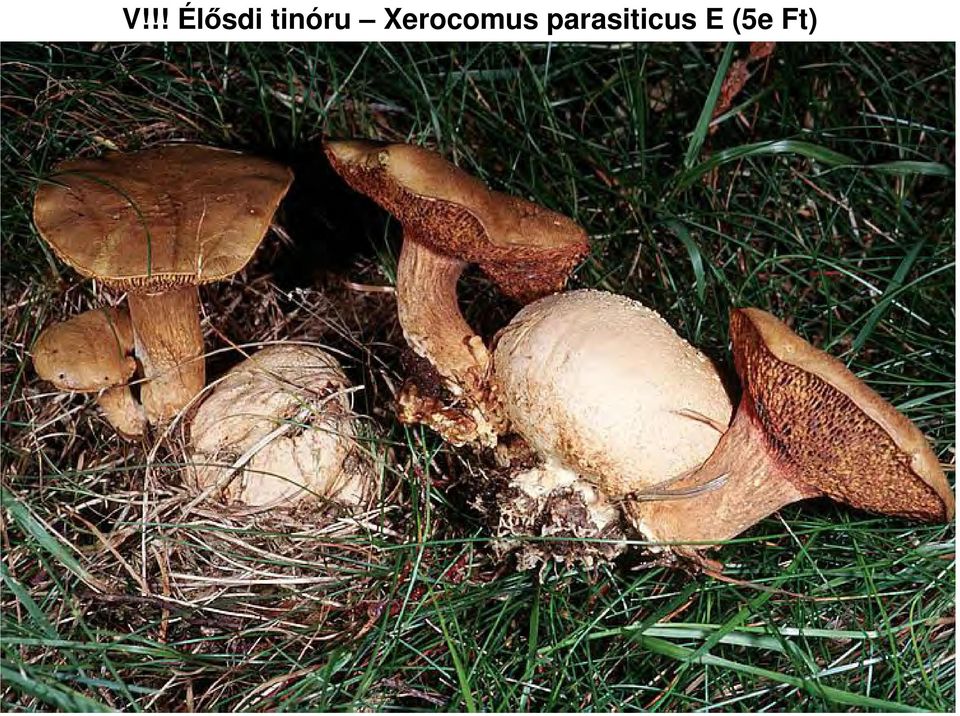 Xerocomus