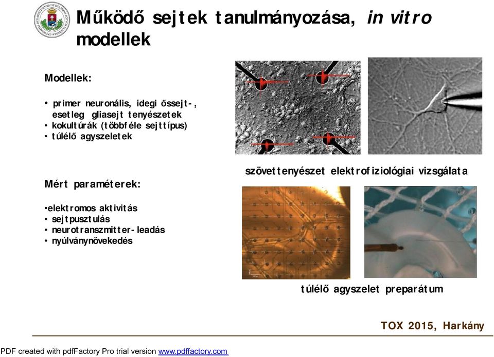 agyszeletek Mért paraméterek: szövettenyészet elektrofiziológiai vizsgálata