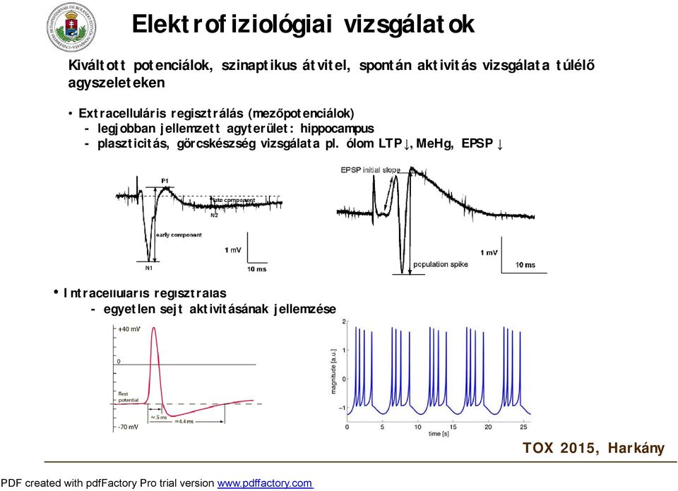 (mezőpotenciálok) -legjobban jellemzett agyterület: hippocampus -plaszticitás,