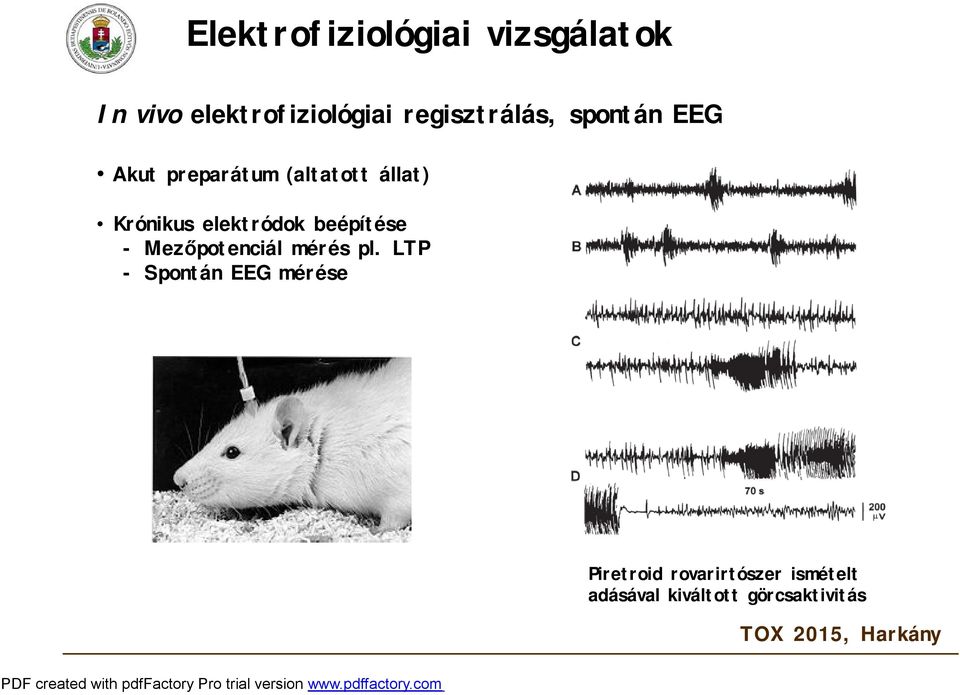 Krónikus elektródok beépítése -Mezőpotenciál mérés pl.