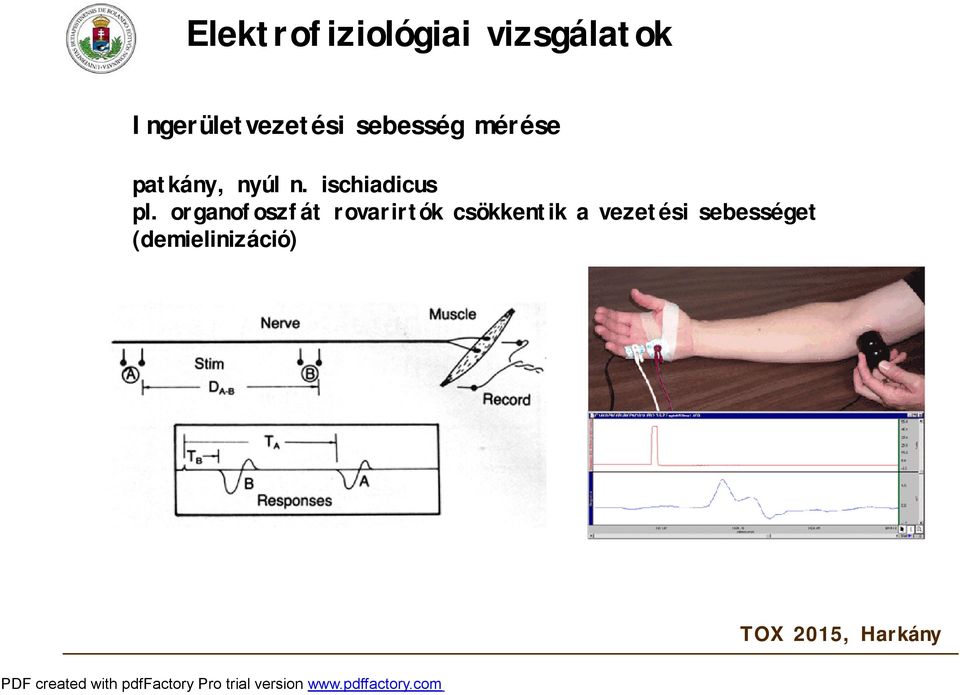 nyúl n. ischiadicus pl.