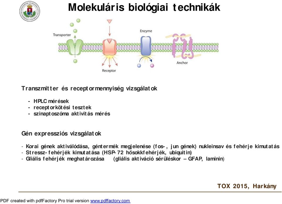 aktiválódása, géntermék megjelenése (fos-, jun gének) nukleinsav és fehérje kimutatás - Stressz-fehérjék