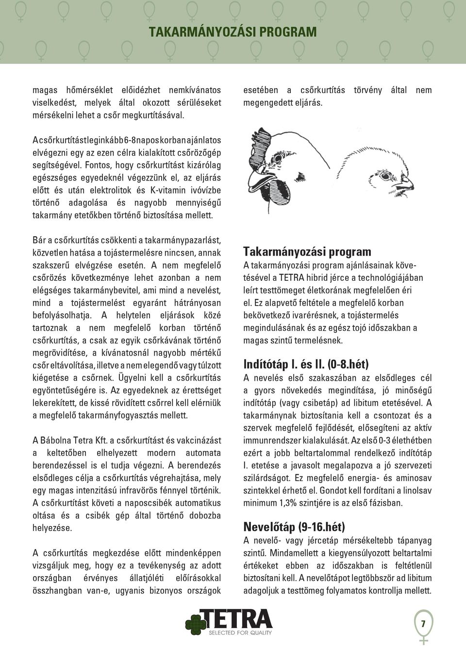 Fontos, hogy csőrkurtítást kizárólag egészséges egyedeknél végezzünk el, az eljárás előtt és után elektrolitok és K-vitamin ivóvízbe történő adagolása és nagyobb mennyiségű takarmány etetőkben