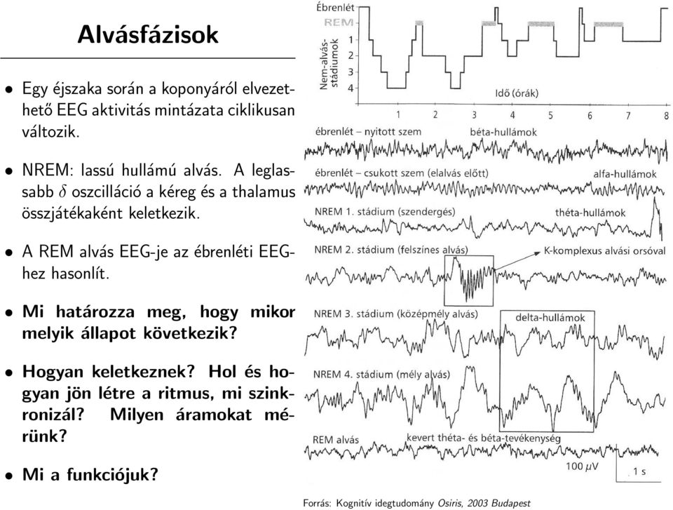 A REM alvás EEG-je az ébrenléti EEGhez hasonĺıt. Mi határozza meg, hogy mikor melyik állapot következik?