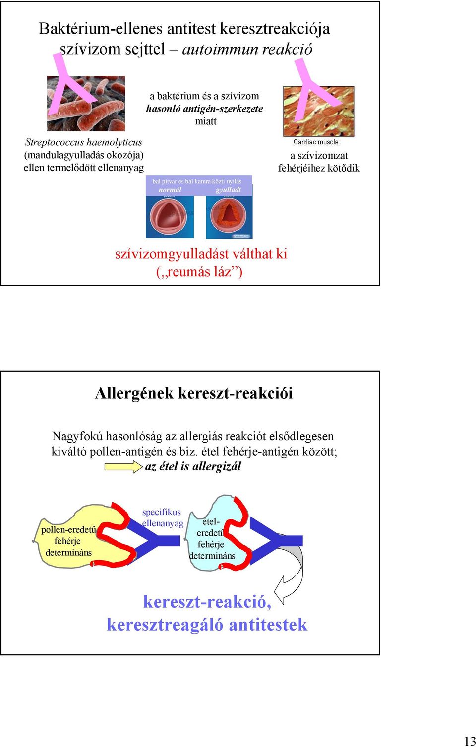 szívizomgyulladást válthat ki ( reumás láz ) Allergének kereszt-reakciói Nagyfokú hasonlóság az allergiás reakciót elsődlegesen kiváltó pollen-antigén és biz.