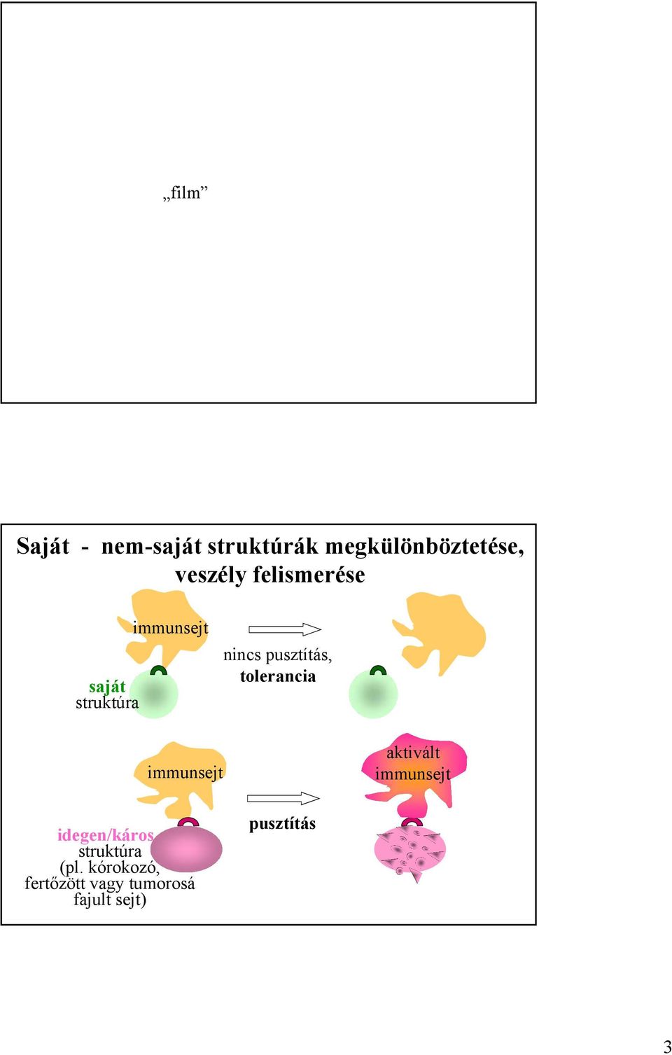 tolerancia immunsejt aktivált immunsejt idegen/káros