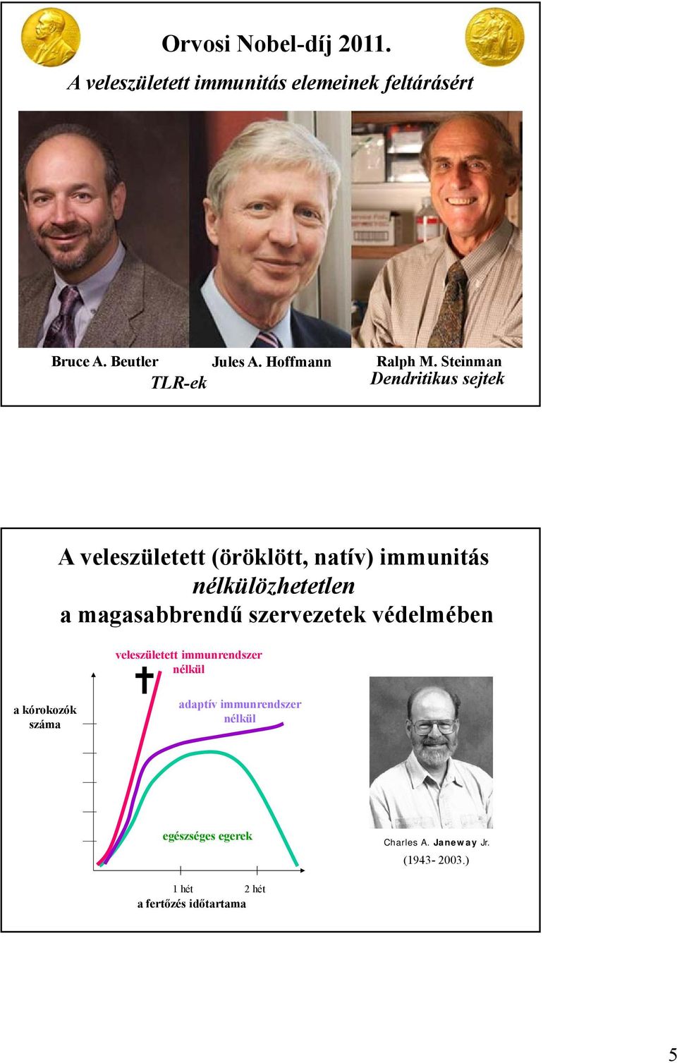 Steinman TLR-ek Dendritikus sejtek A veleszületett (öröklött, natív) immunitás nélkülözhetetlen a