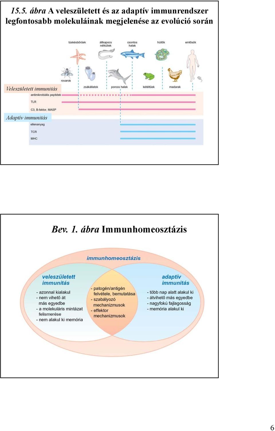 megjelenése az evolúció során Veleszületett