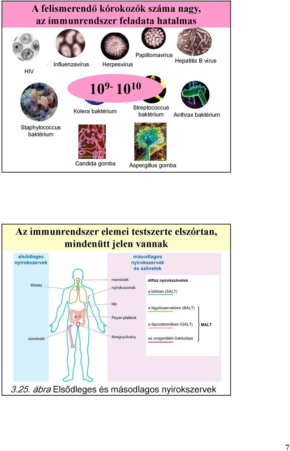 HIV Papillomavírus Hepatitis B vírus Influenzavírus Herpesvírus 10 9-10 10 Kolera baktérium Streptococcus