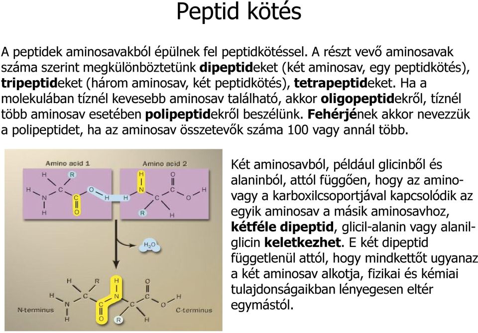 Ha a molekulában tíznél kevesebb aminosav található, akkor oligopeptidekről, tíznél több aminosav esetében polipeptidekről beszélünk.