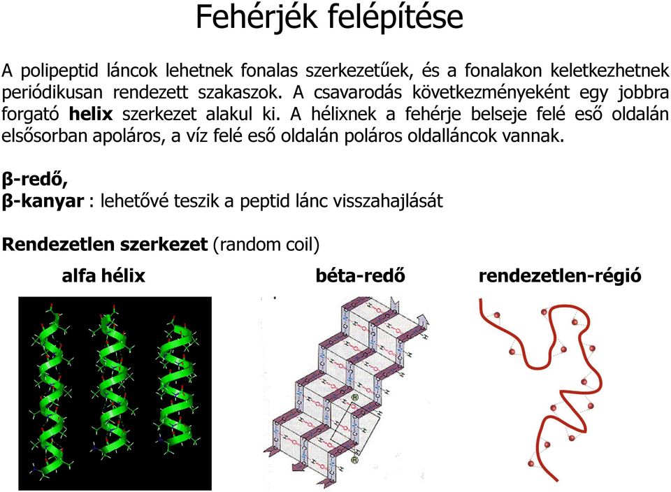 A hélixnek a fehérje belseje felé eső oldalán elsősorban apoláros, a víz felé eső oldalán poláros oldalláncok vannak.