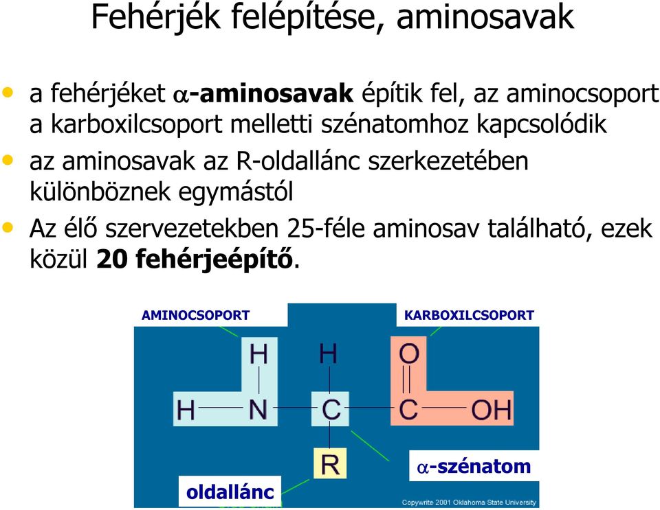 R-oldallánc szerkezetében különböznek egymástól Az élő szervezetekben 25-féle