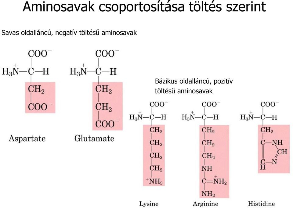 negatív töltésű aminosavak