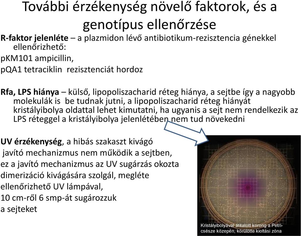 ugyanis a sejt nem rendelkezik az LPS réteggel a kristályibolya jelenlétében nem tud növekedni UV érzékenység, a hibás szakaszt kivágó javító mechanizmus nem működik a sejtben, ez a javító