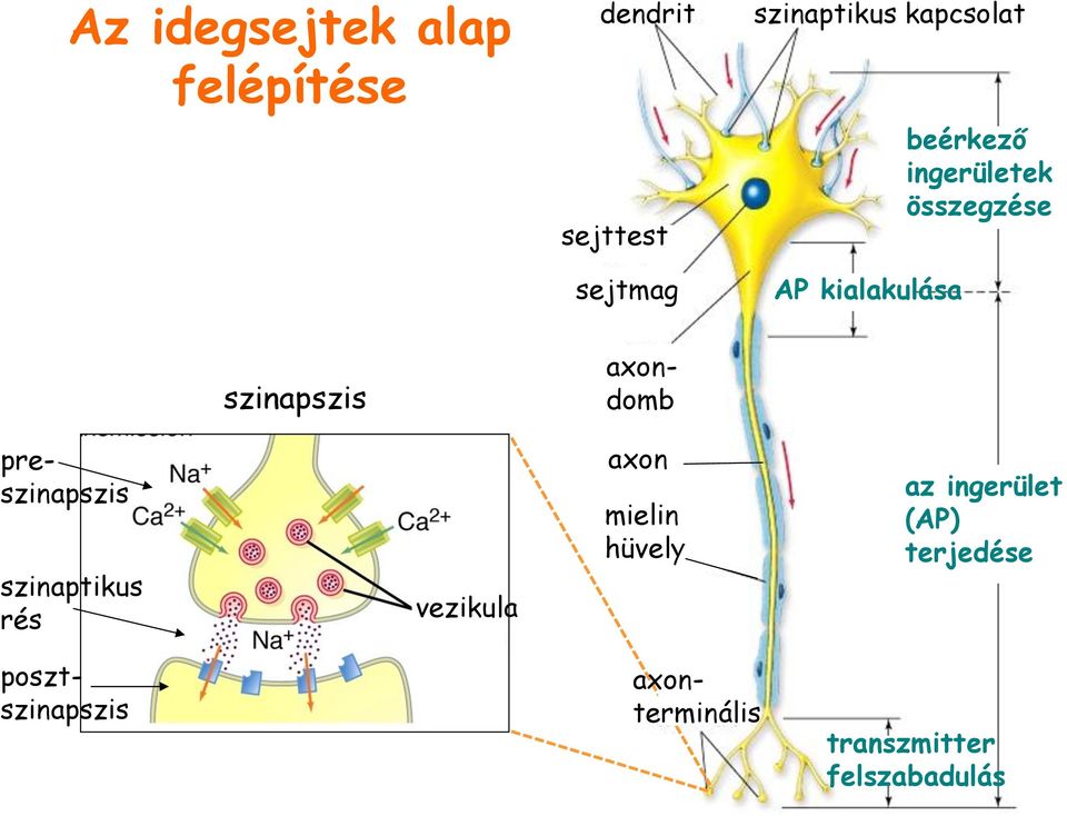axondomb preszinapszis szinaptikus rés vezikula axon mielin hüvely az
