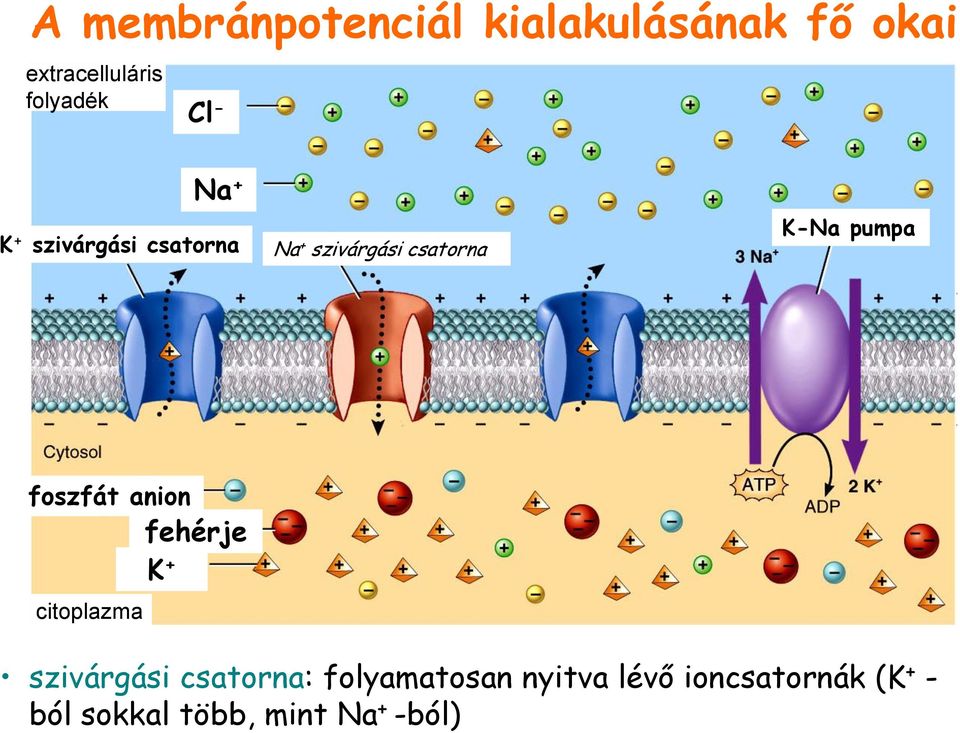 pumpa foszfát anion fehérje K + citoplazma szivárgási csatorna: