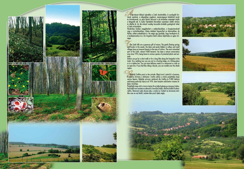 A Zselici ájvédelmi örzetben számtalan védett növény és állatfaj él. Az ide érkező vendég hosszabb-rövidebb gyalogtúrát tehet a Zselic turistaútjain.