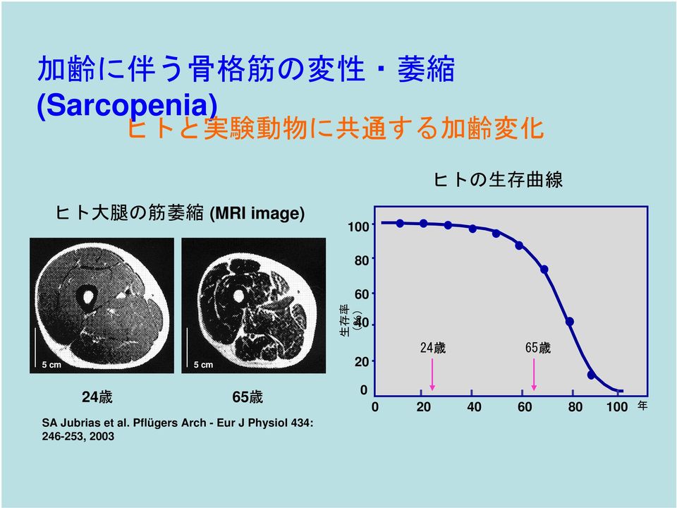 (%) 40 5 cm 5 cm 20 24 歳 65 歳 24 歳 65 歳 SA Jubrias et al.