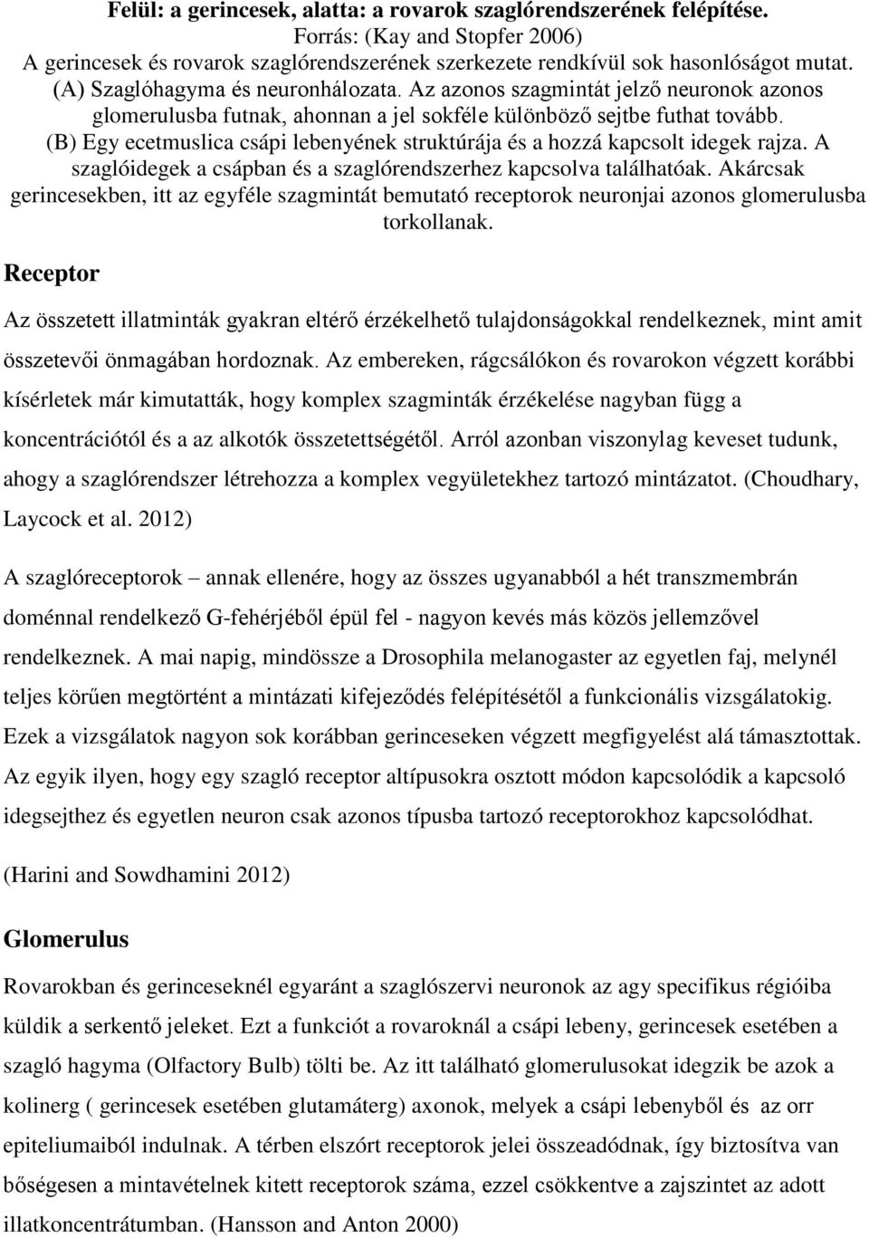 (B) Egy ecetmuslica csápi lebenyének struktúrája és a hozzá kapcsolt idegek rajza. A szaglóidegek a csápban és a szaglórendszerhez kapcsolva találhatóak.